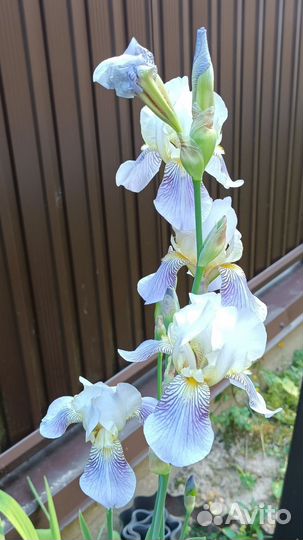 Ирис бородатый высокорослый