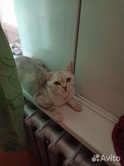 Кошки в добрые руки