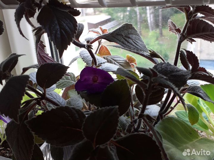 Комнатные цветы