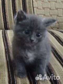 Отдам в добрые руки