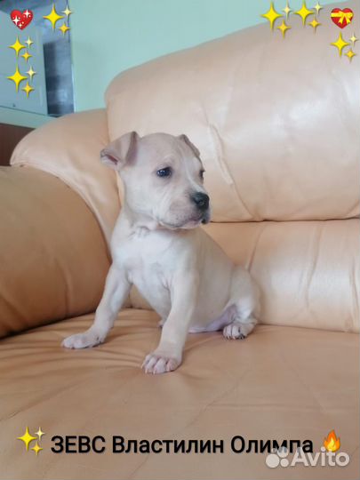 Сказочный Красавчик Ам.Стафф.терьер щенок (с док)