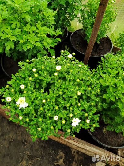 Хризантема Мультифлора