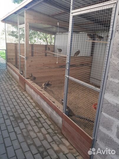 Фазан красное золото