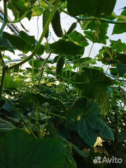 Огурцы свежие домашние