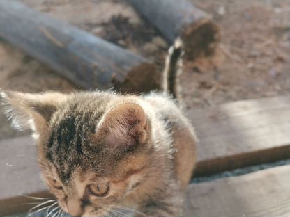 Котёнок в добрые руки, Чернышевск