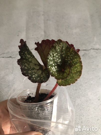 4 листа бегонии рекс