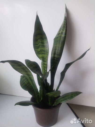 Сансевиерия