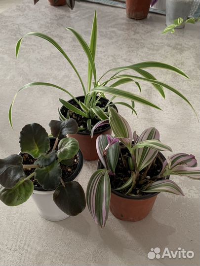 Комнатные цветы традесканция, хлорофитум