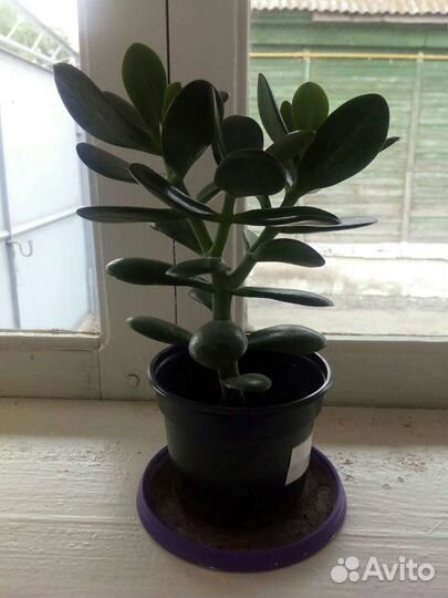 Крассула толстянка