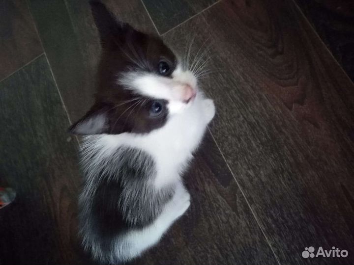 Котик в добрые руки