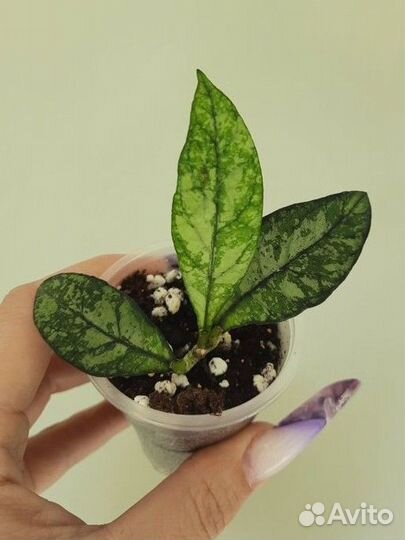 Хойи продажа