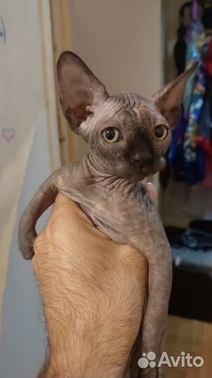 Канадский сфинкс