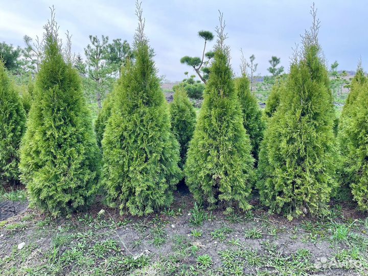 Туя 160 см
