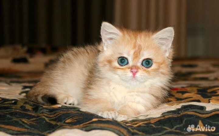 Девочка золотая британская шиншилла