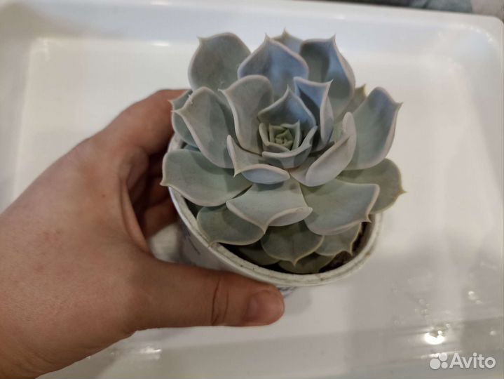 Суккуленты эхеверия