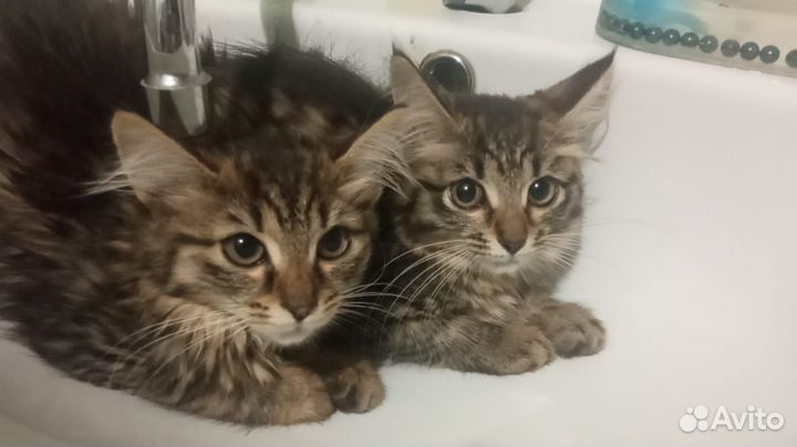 Отдам котят