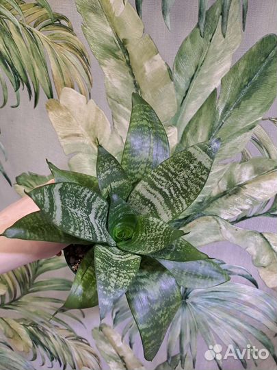 Комнатные неприхотливые растения