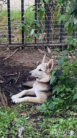 Бшо метис девочка