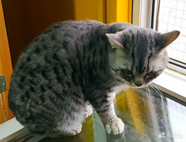 Красивые кошки С печальными глазами