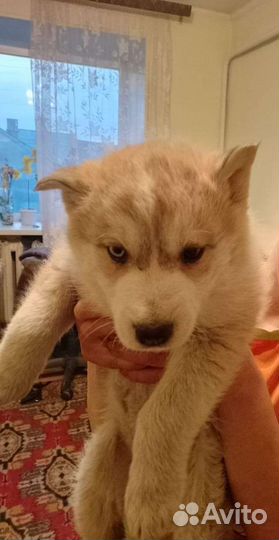 Потерялся щенок хаски (девочка) Майя