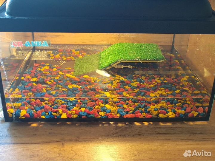 Тритоны игольчатые