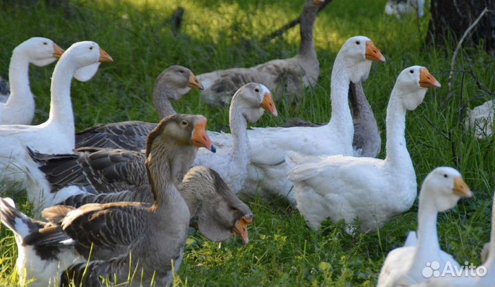 Холмогорские гуси, Тульские гуси, Ленточные гуси