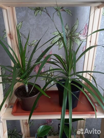 Драцена-цветок счастья