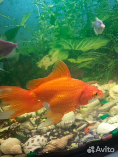 Золотая рыбка