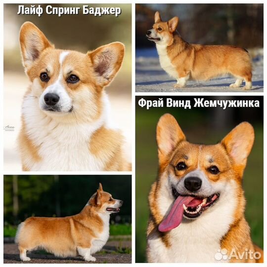 Щенки вельш корги пемброк, питомник Фрай Винд