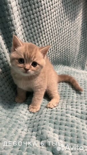 Шотландские котята