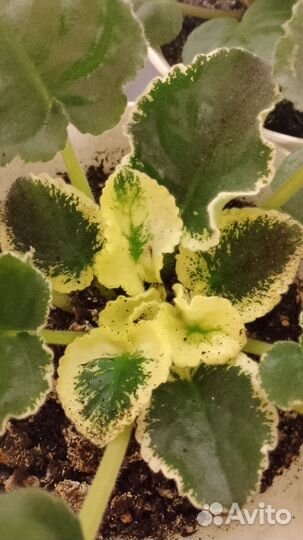 Фиалка Моховая фиолетовая