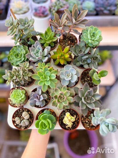 Суккуленты/набор