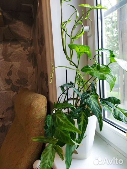 Замиокулькас