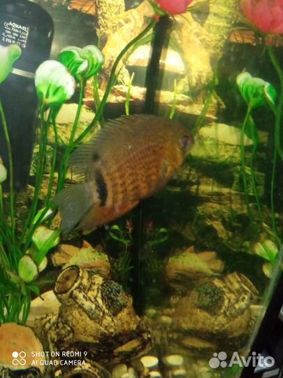 Северум красноплечий роткейл