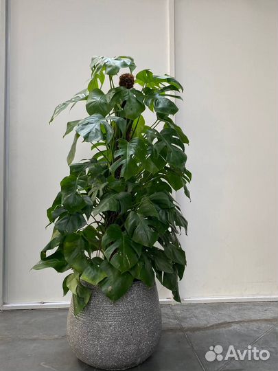 Растения комнатные крупные для офиса