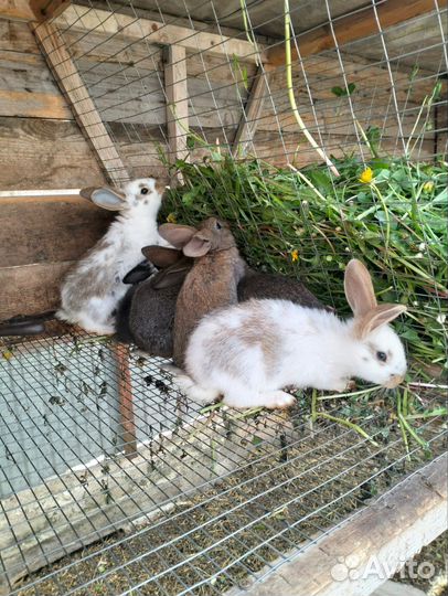 Кролики мясных пород