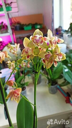 Орхидея фаленопсис