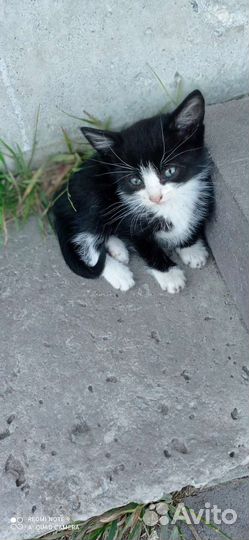 Кошки в добрые руки бесплатно