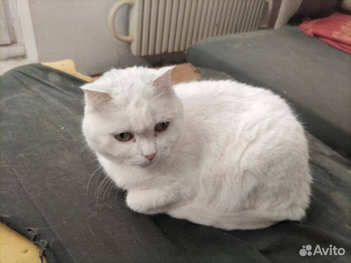 Кошка Линда в добрые руки