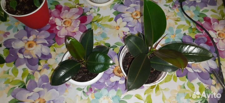 Продам цветы комнатные