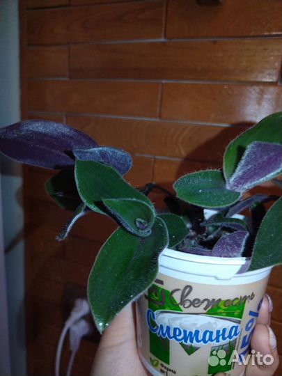 Традесканция