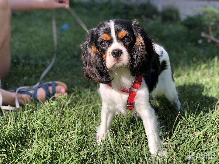 Кавалер кинг чарльз спаниель триколор