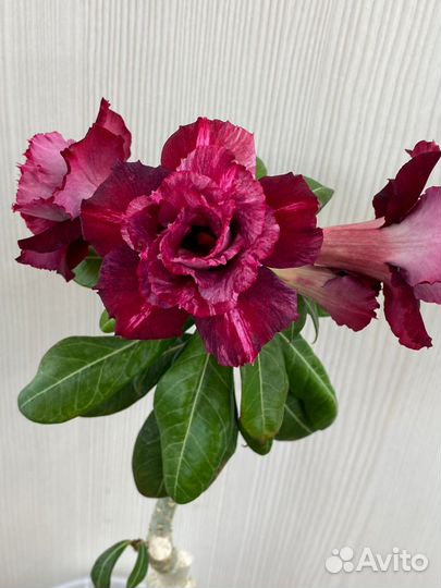 Адениум взрослый (комнатное растение)