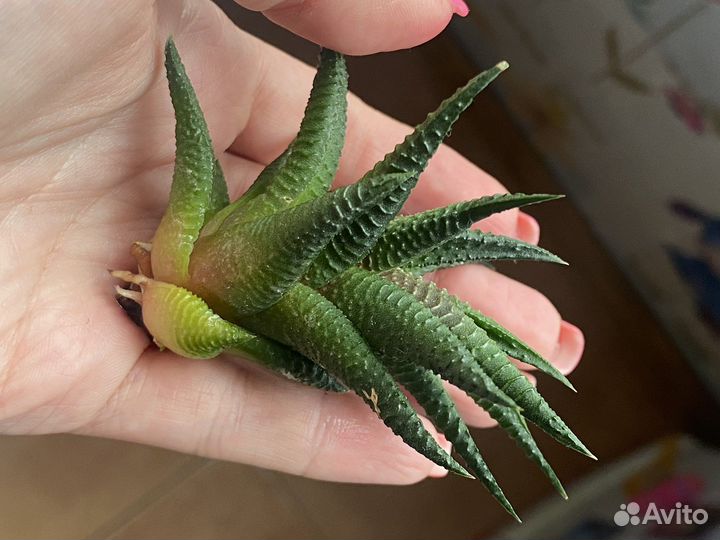 Сансевиерия Хавортия