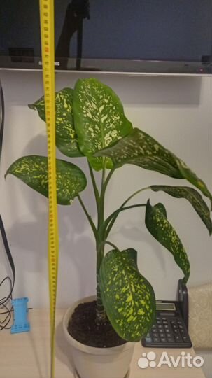 Диффенбахия