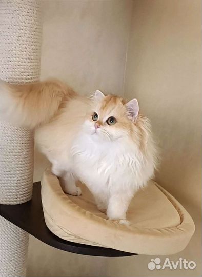 Золотая шиншилла девочка