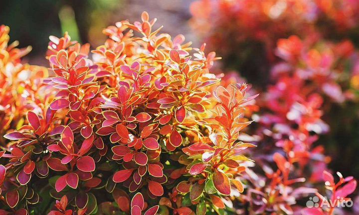 Барбарис Мария