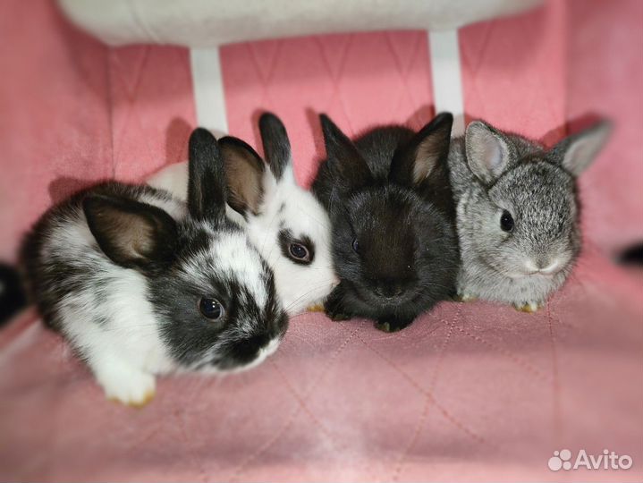 Декоративные (карликовые) крольчата