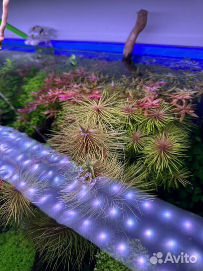 Аквариумные растения