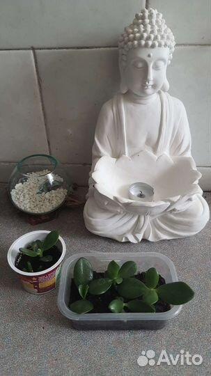 Денежное дерево толстянка (ростки)